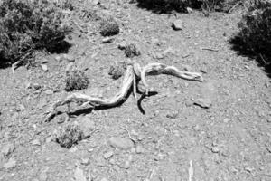 curioso marchito retorcido árbol rama en pedregoso antecedentes foto