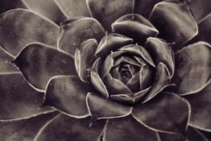 green cactus succulent creating an original background in close-up photo