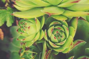 green cactus succulent creating an original background in close-up photo