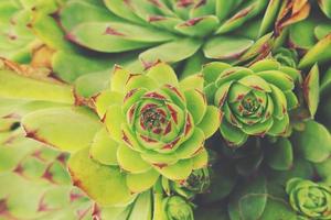 green cactus succulent creating an original background in close-up photo