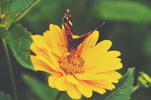 yellow flowers growing in the garden among green leaves on a warm summer day close up with a butterfly photo