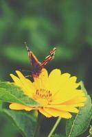 yellow flowers growing in the garden among green leaves on a warm summer day close up with a butterfly photo