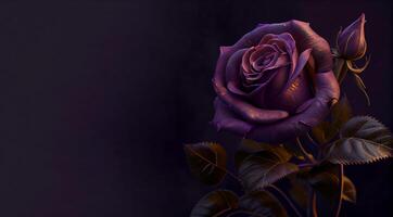 purple rose flower in black background photo