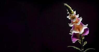 pink foxglove flower in black background photo