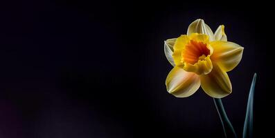 yellow daffodil flower in black background photo