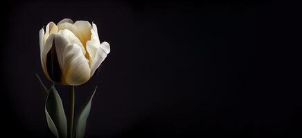 blanco oscuro tulipán flor en negro antecedentes ai generado foto