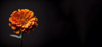 marigold flower in black background photo