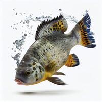 An ultra realistic Jack Dempsey Cichlid fish that jumps by splashing on a white background photo