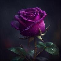 purple rose flower in black background photo