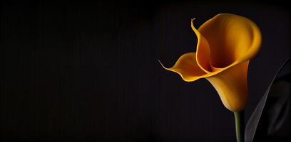 amarillo calla lirio flor en oscuro antecedentes ai generado foto