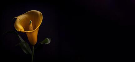 amarillo calla lirio flor en oscuro antecedentes ai generado foto