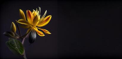 yellow honeysuckle flower in dark background photo