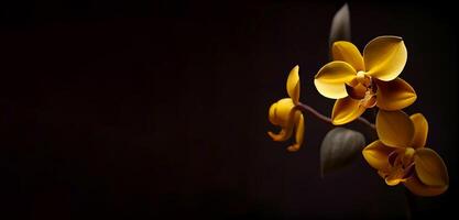amarillo orquídea flor en negro antecedentes ai generado foto