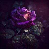 púrpura Rosa flor en negro antecedentes ai generado foto