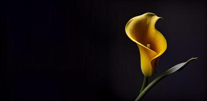 yellow calla lily flower in dark background photo