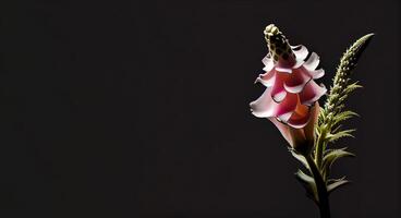rosado dedalera flor en negro antecedentes ai generado foto