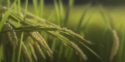 cerca arriba de un arroz arrozal un cosecha de abundancia ai generado foto