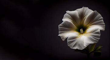 blanco petunia flor en oscuro antecedentes ai generado foto