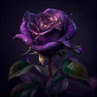 purple rose flower in black background photo