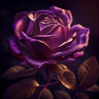 purple rose flower in black background photo