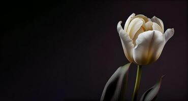 white dark tulip flower in black background photo