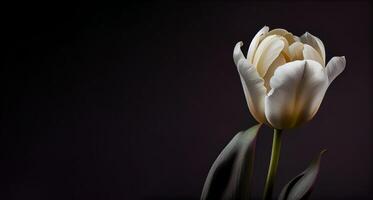 blanco oscuro tulipán flor en negro antecedentes ai generado foto