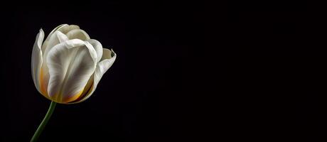 white dark tulip flower in black background photo