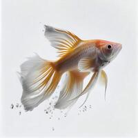 An ultra realistic Swordtail fish fighting fish that jumps by splashing on a white background photo