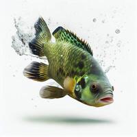 An ultra realistic Green Terror Cichlid fish that jumps by splashing on a white background photo