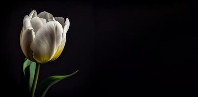 blanco oscuro tulipán flor en negro antecedentes ai generado foto