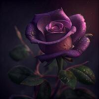 purple rose flower in black background photo