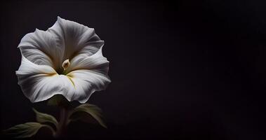 white petunia flower in dark background photo