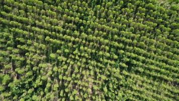 Aerial view of the eucalyptus plantation in the warm evening sunlight. Top view of cultivation areas or agricultural land in outdoor nursery. Cultivation business. Natural landscape background. video