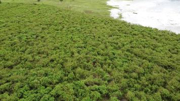 antenne visie van eucalyptus plantage in Thailand. top visie van teelt gebieden of agrarisch land- in buitenshuis kinderkamer. teelt bedrijf. natuurlijk landschap achtergrond. video