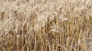 blé plantation dans le argentin campagne video