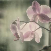 flower blooming orchid close-up in vintage style photo
