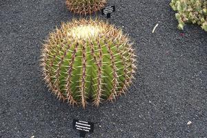 curioso grande verde original cactus creciente en el jardín cerca arriba foto