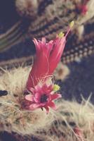 prickly cactus with pink flowers in closeup photo