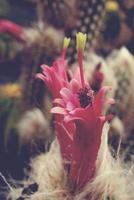 prickly cactus with pink flowers in closeup photo