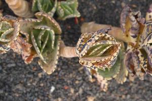 curious big green original cactus growing in the garden close up photo