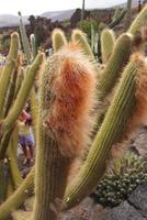 curious big green original cactus growing in the garden close up photo