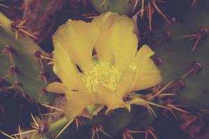curioso grande verde original cactus flor floreciendofloreciendofloreciendo creciente en el jardín cerca arriba foto