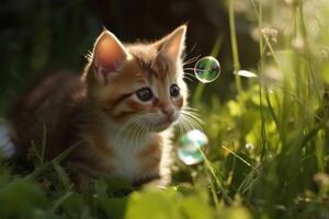 A cute kitten plays with soap bubbles in the flat grass created with technology. photo