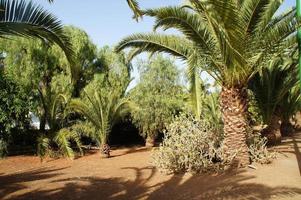 green large palm tree growing in the tropics photo