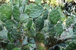 curioso grande verde original cactus creciente en el jardín cerca arriba foto