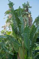 green large palm tree growing in the tropics photo