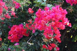 delicado rojo flores buganvillas de el arbusto de cerca foto