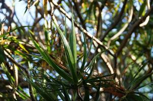 verde antecedentes con exótico plantas en el jardín foto