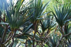 green background with exotic plants in the garden photo