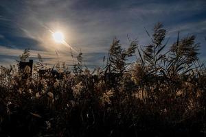 large ornamental grass in warm autumn sun photo